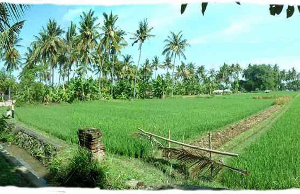 מלון Sawah Lovina מראה חיצוני תמונה